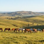 horses for sale Bathurst
