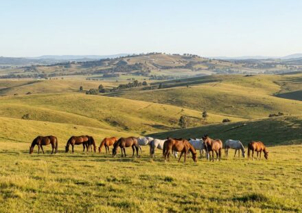 horses for sale Bathurst