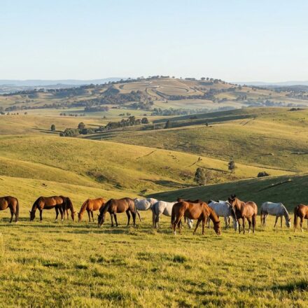 horses for sale Bathurst